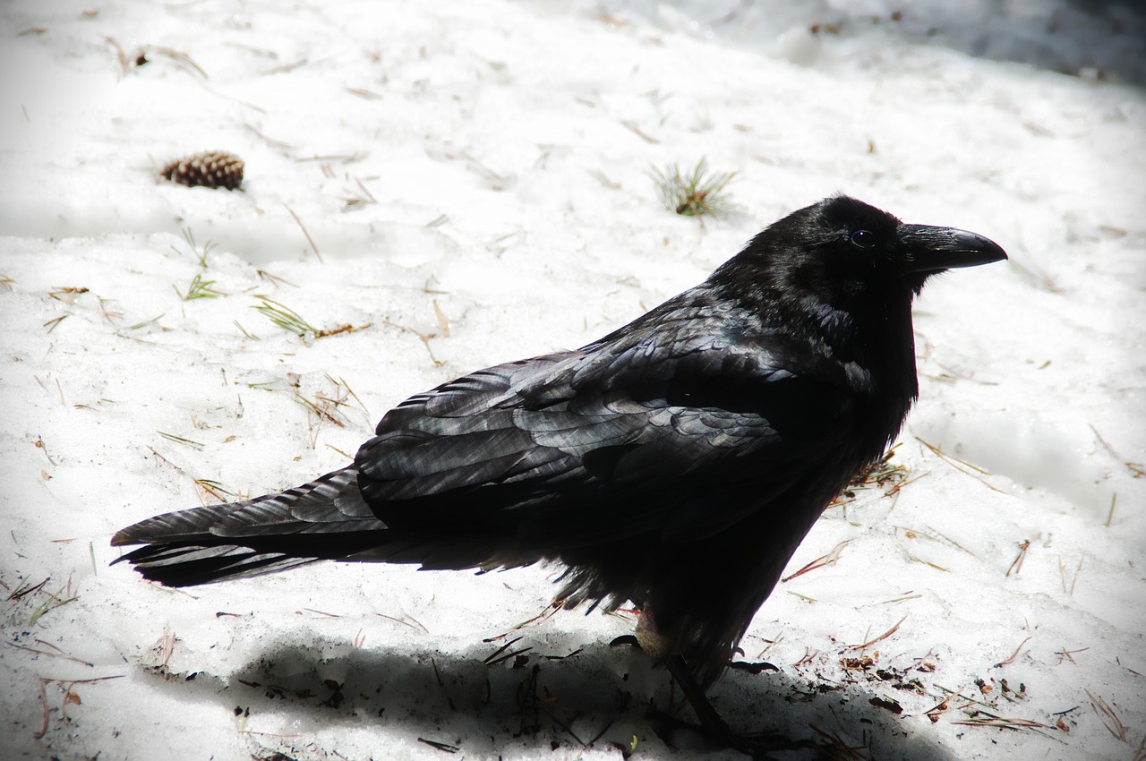 raven bird crow free photo