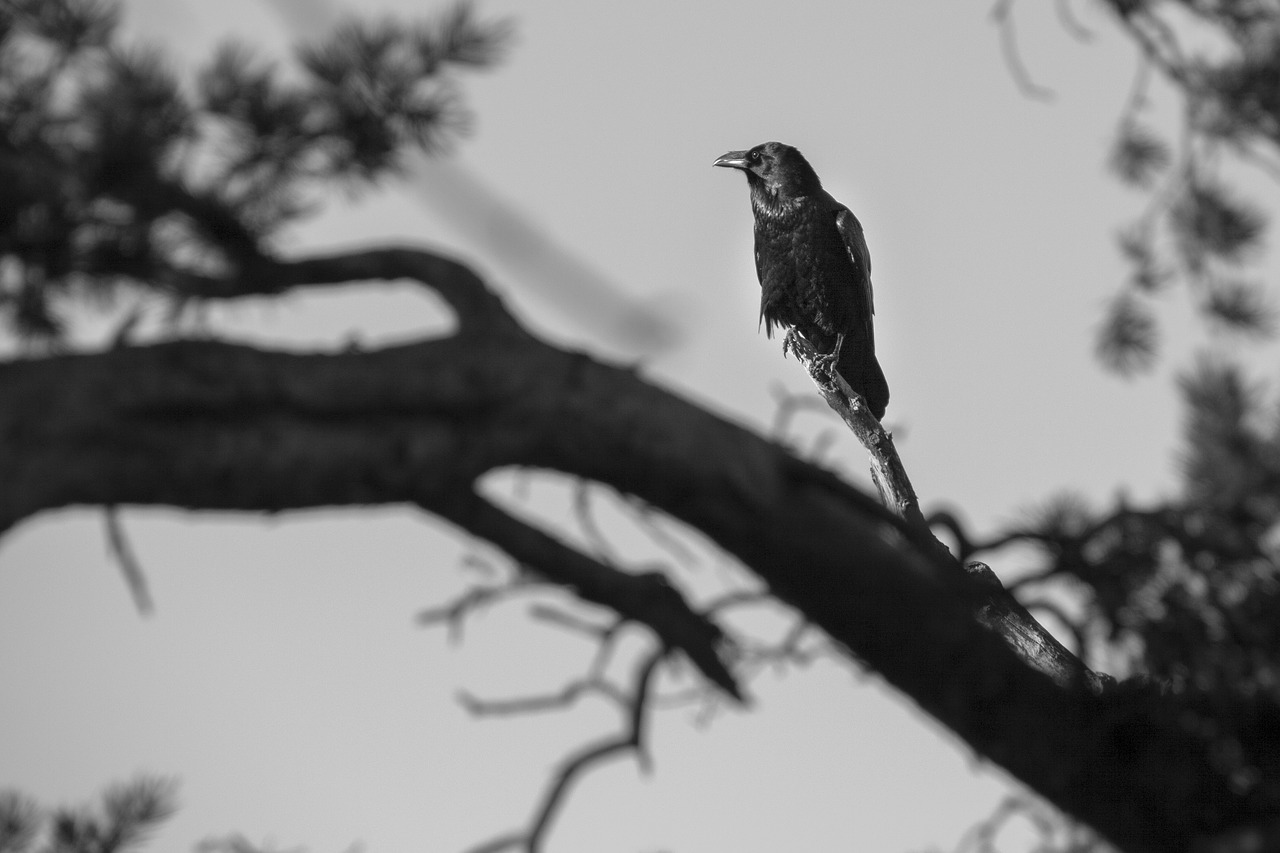 raven crow bird free photo