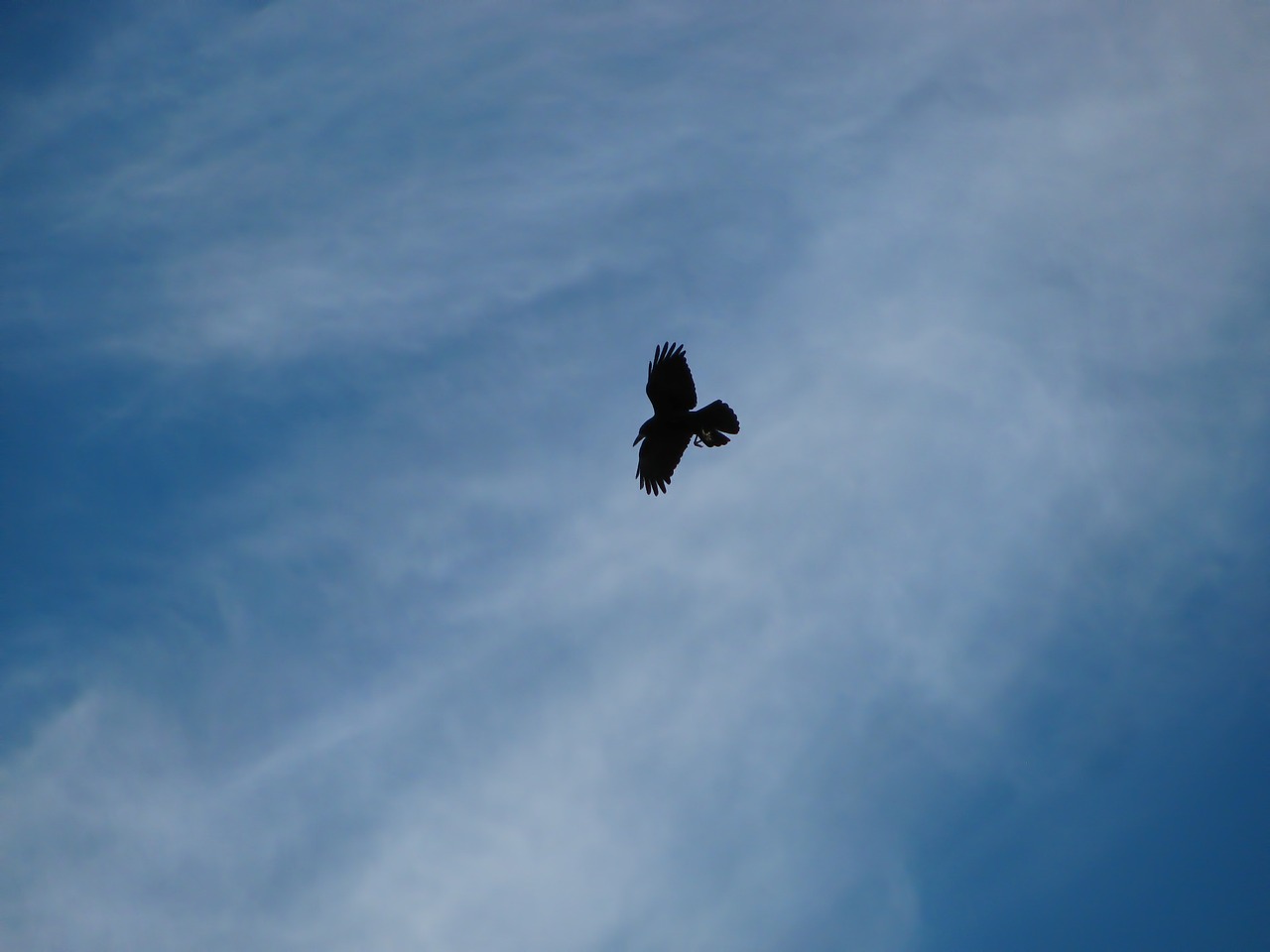 raven bird birds free photo