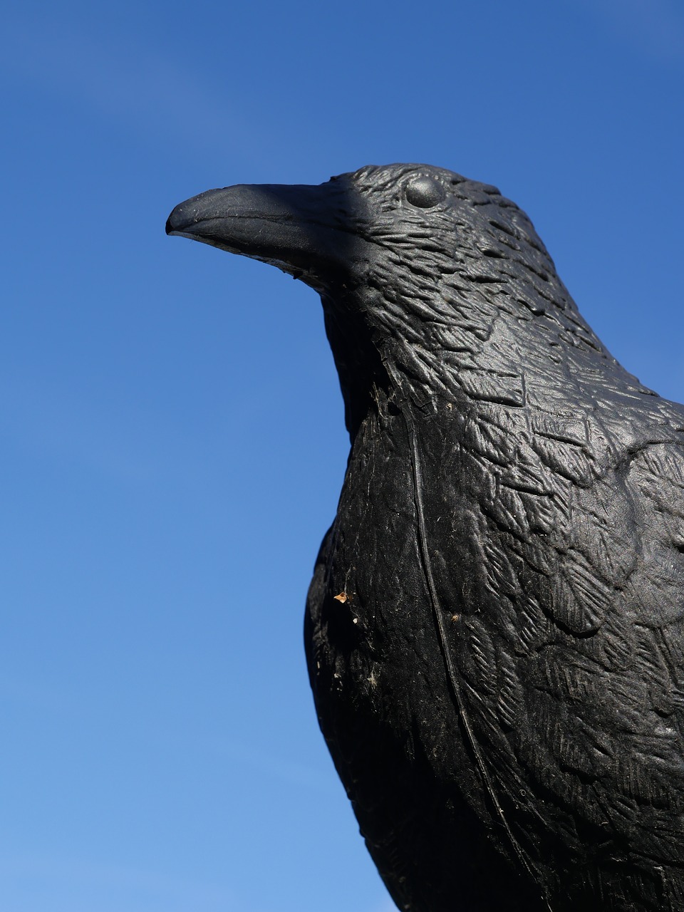 raven scarecrow bird free photo