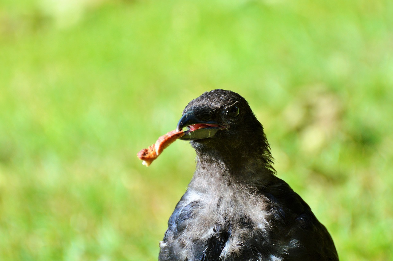 raven raven bird carrion crow free photo