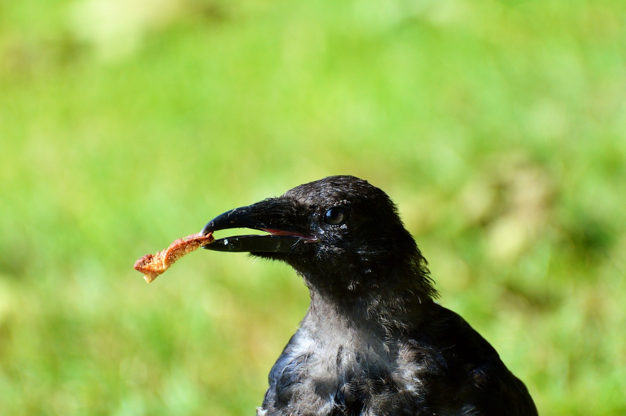 raven raven bird carrion crow free photo