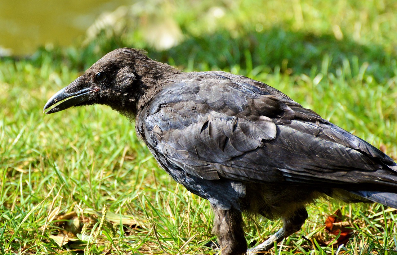 raven raven bird carrion crow free photo