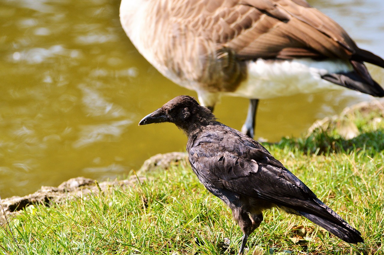 raven raven bird carrion crow free photo