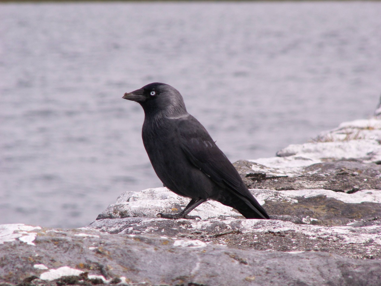 raven crow bird free photo