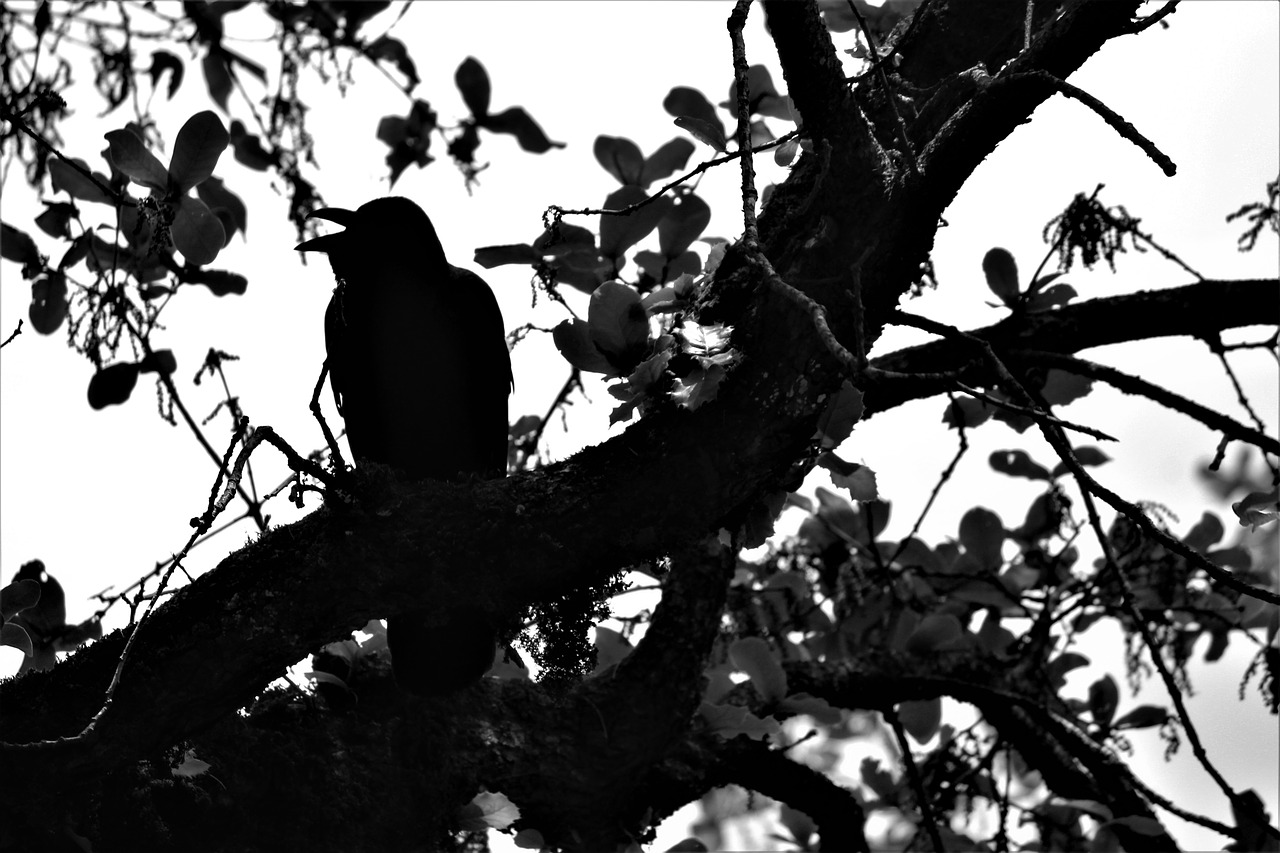 raven bird crow free photo