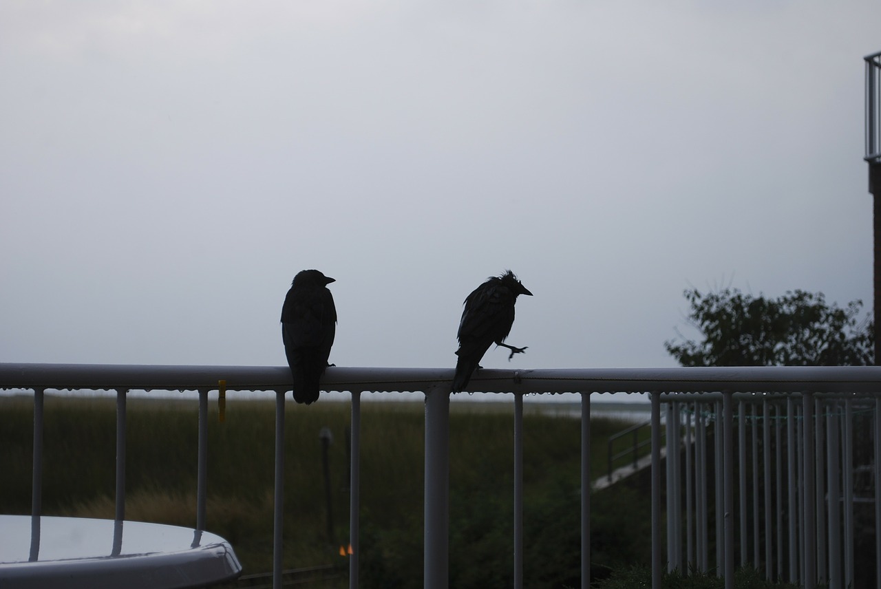 raven wet rain free photo