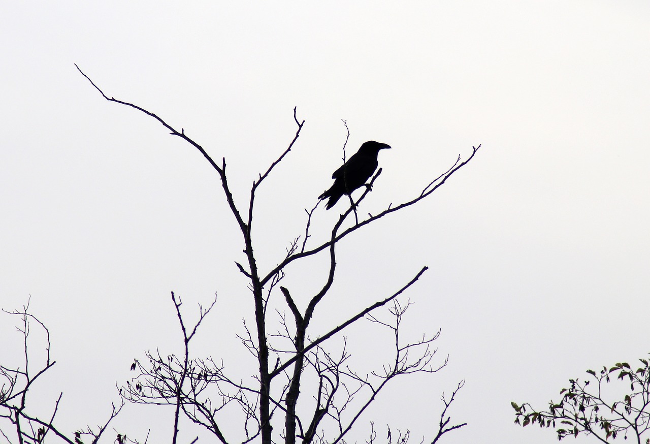 raven silhouette black free photo