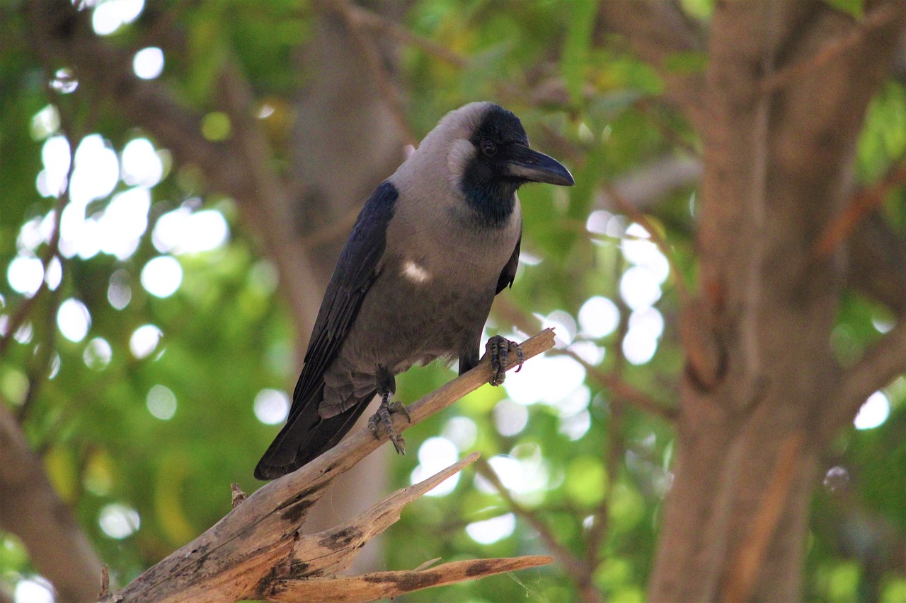 raven bird crow free photo