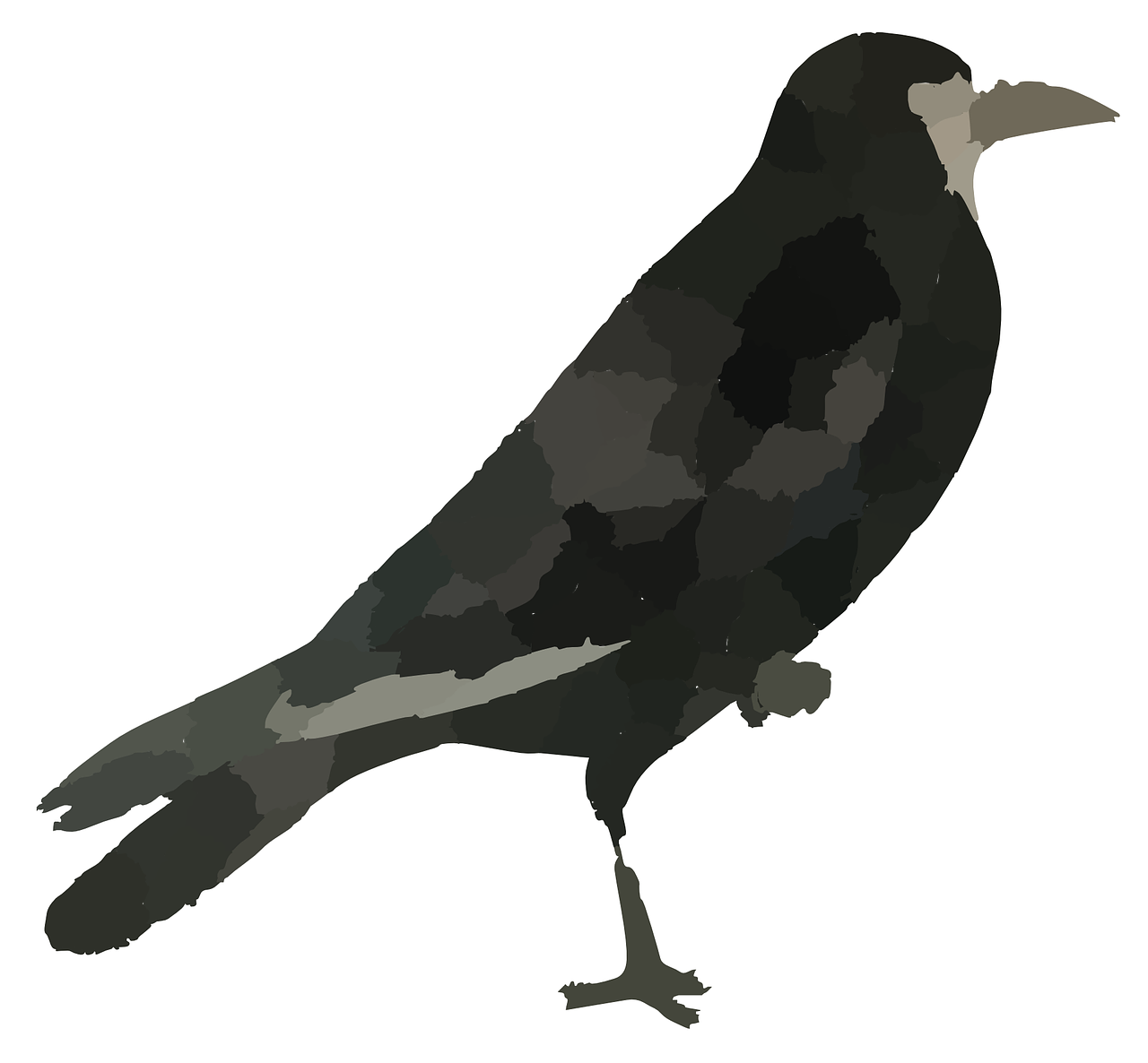 raven black bird crow free photo