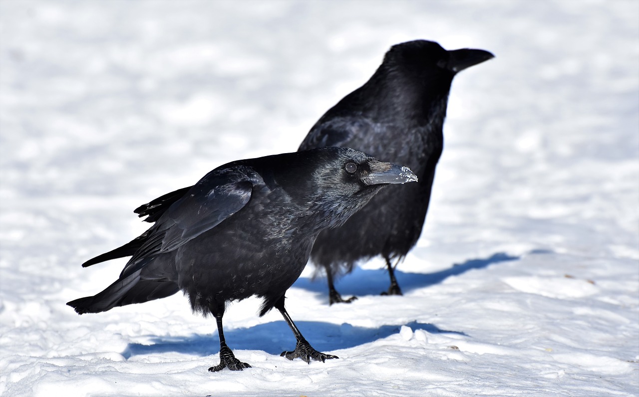 raven crow raven bird free photo