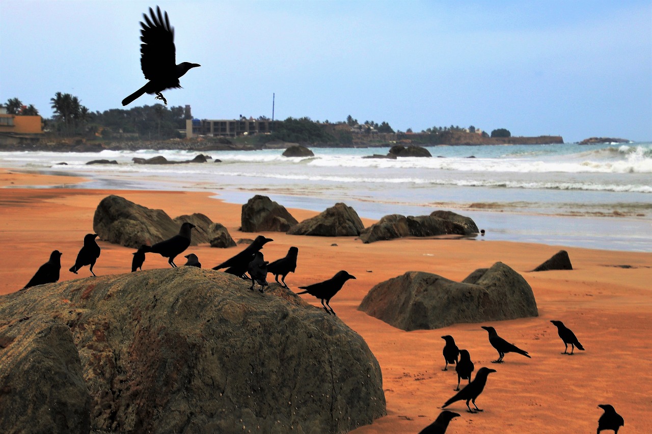 raven wind birds free photo