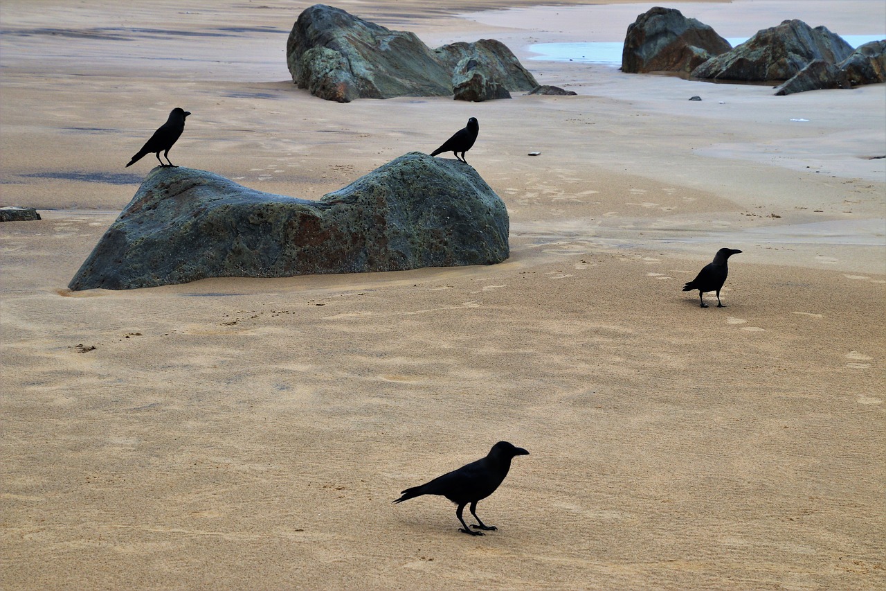 raven birds the stones free photo