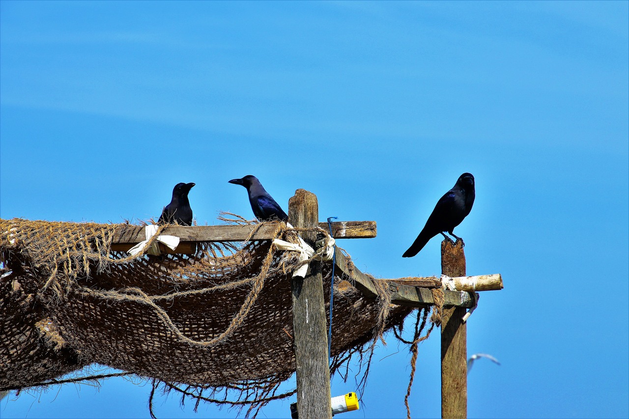 raven blue sky a fishing village free photo