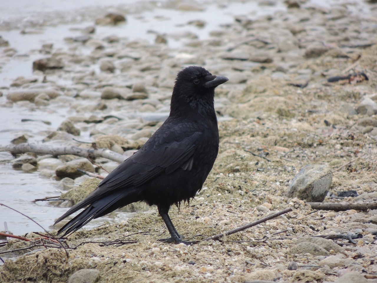 raven black beach free photo