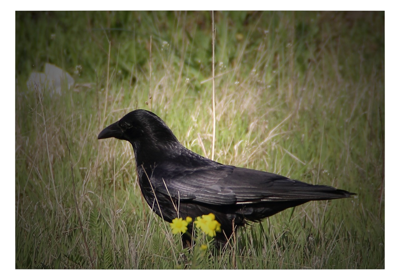 raven black bird free photo