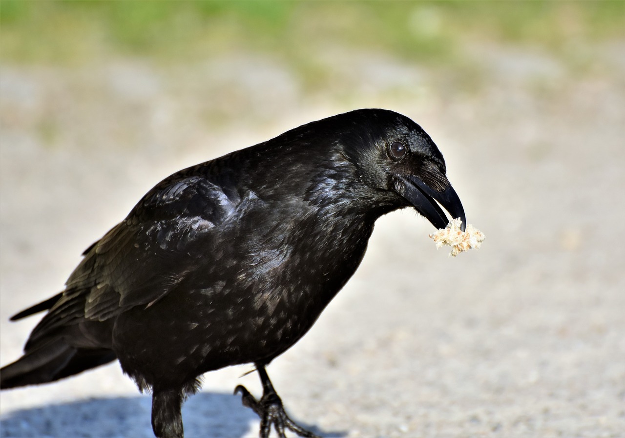 raven  crow  raven bird free photo