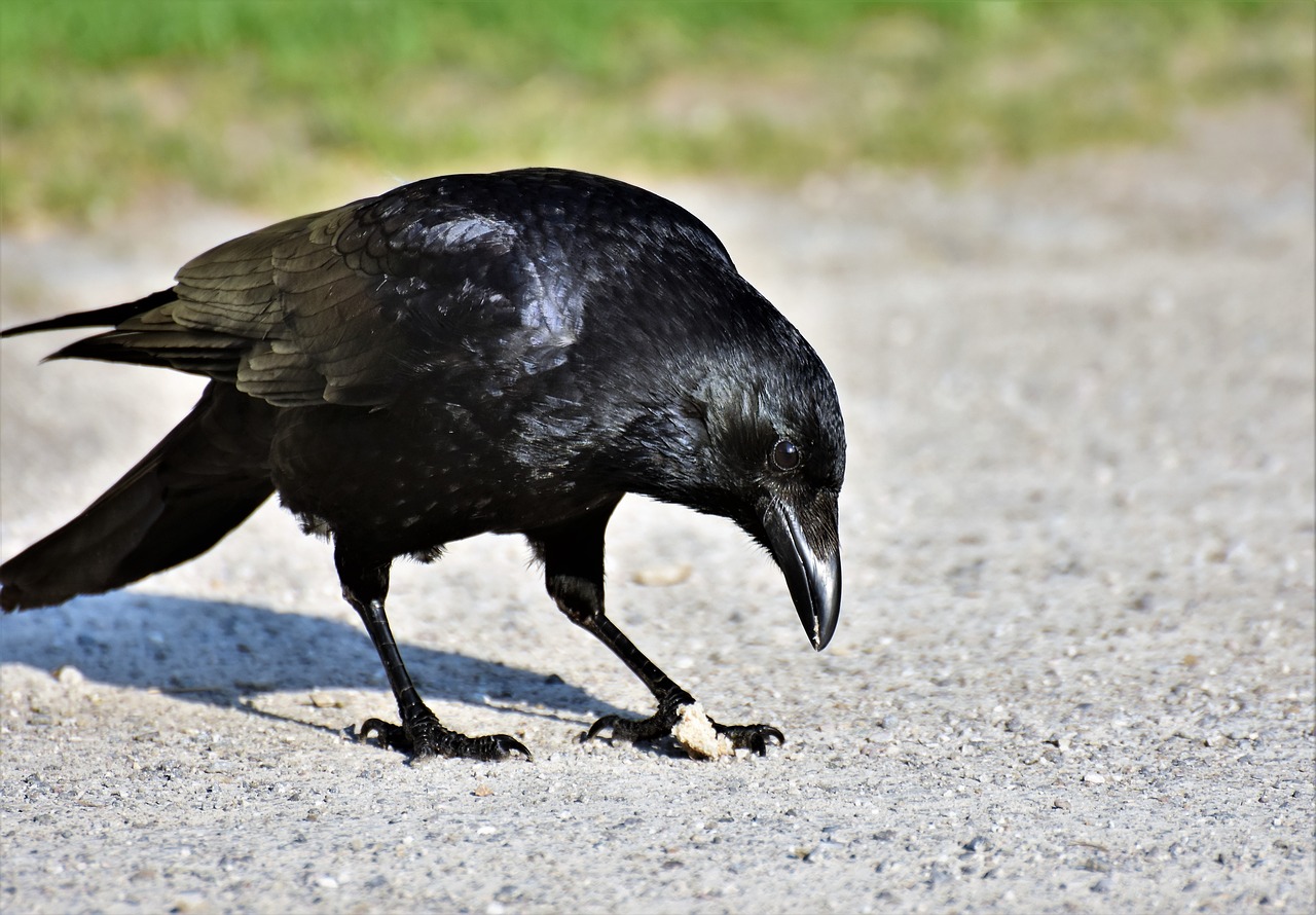 raven  crow  raven bird free photo