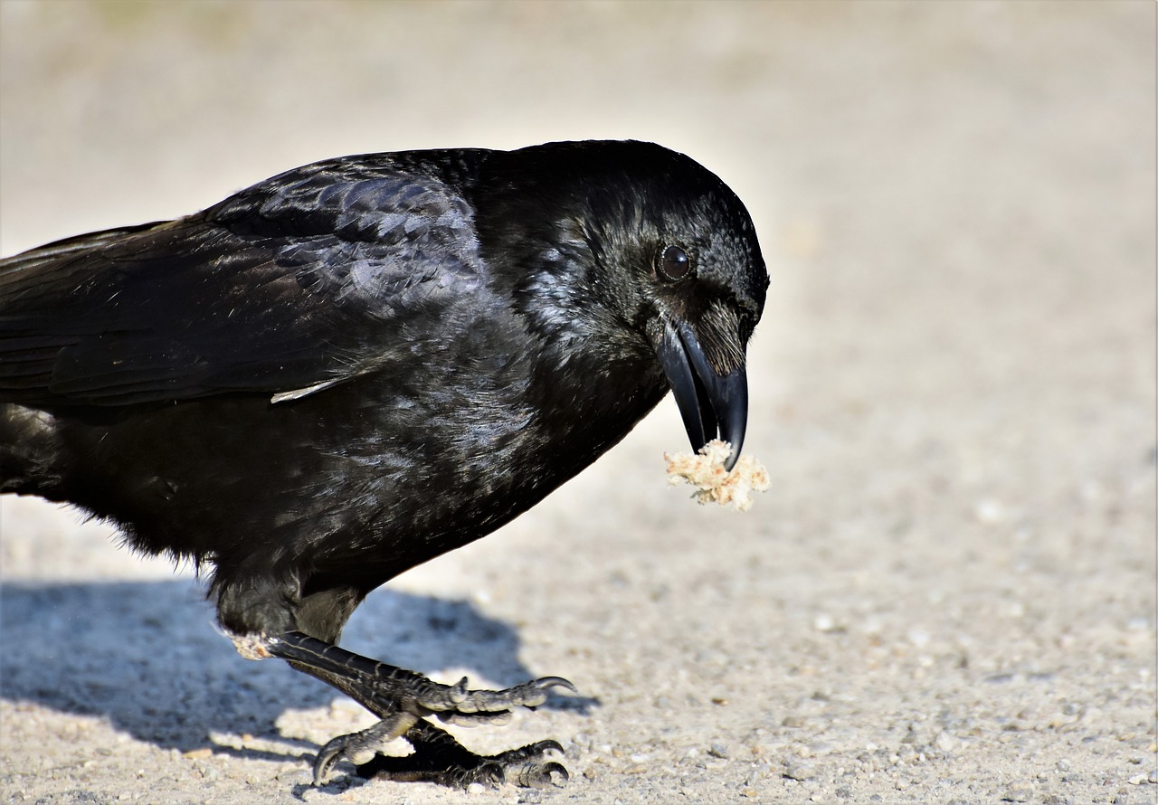 raven  crow  raven bird free photo