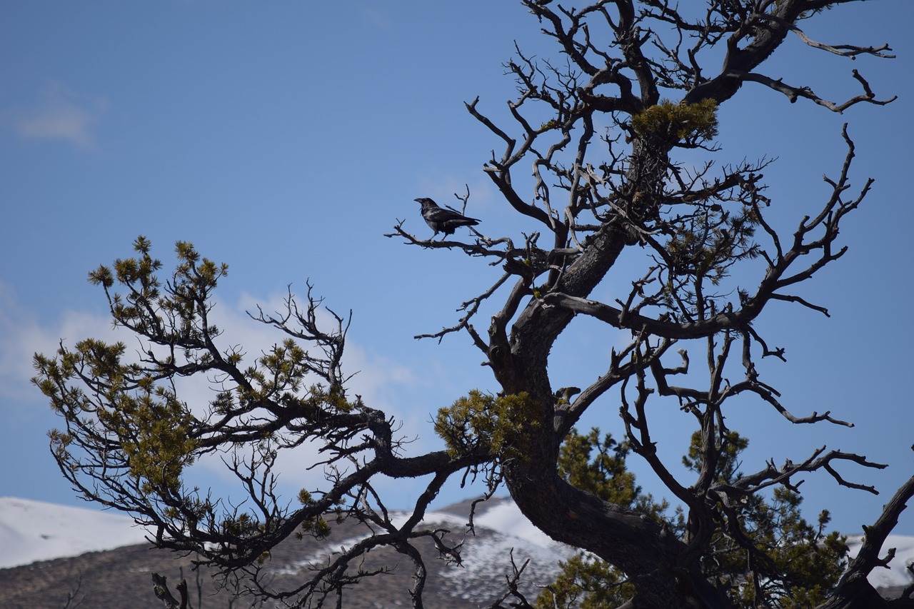 raven  perched  tree free photo