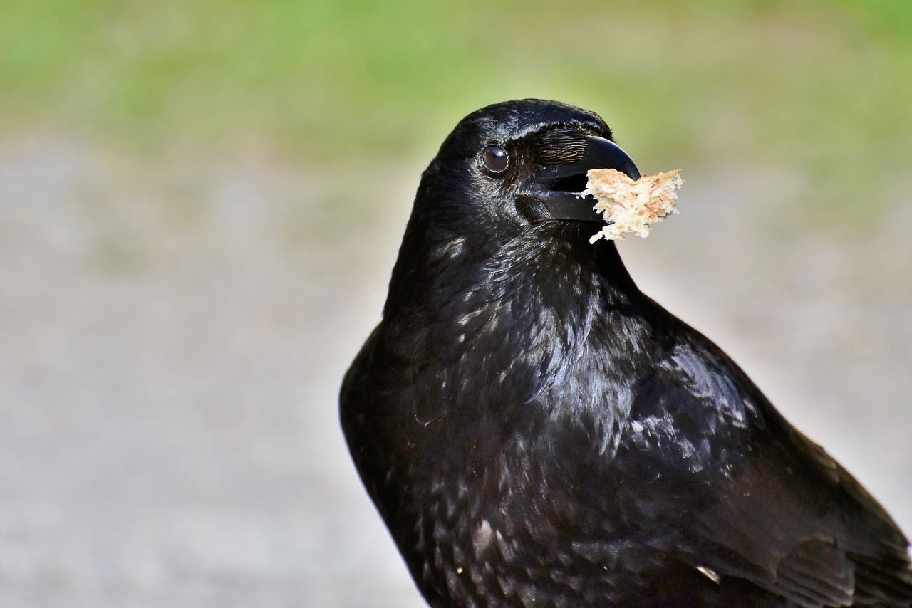 raven  raven bird  crow free photo