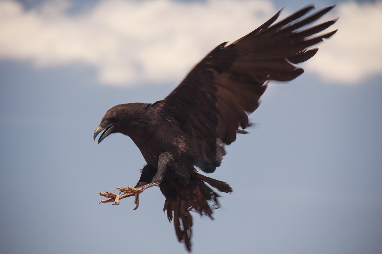 raven  bird  flying free photo