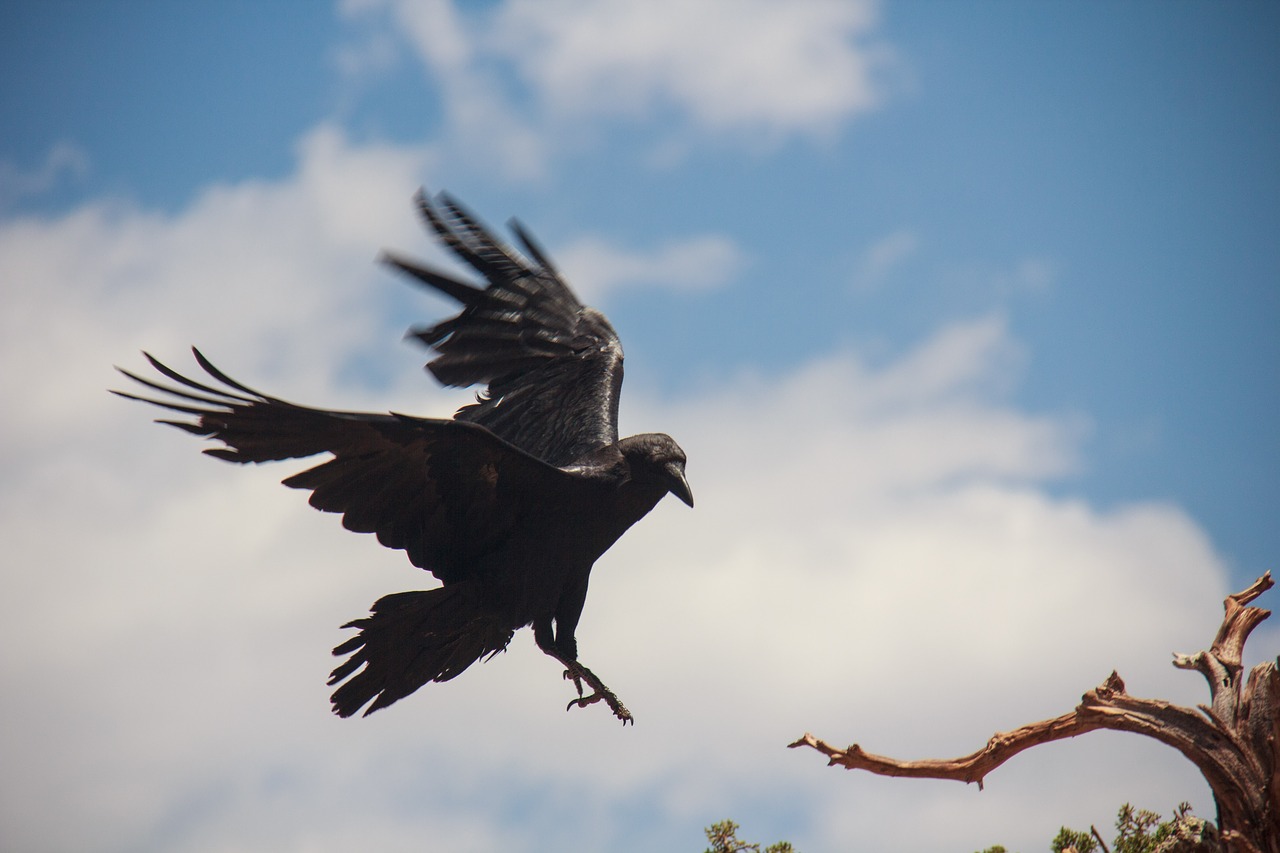 raven  bird  flying free photo