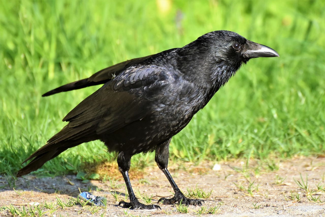raven  raven bird  crow free photo