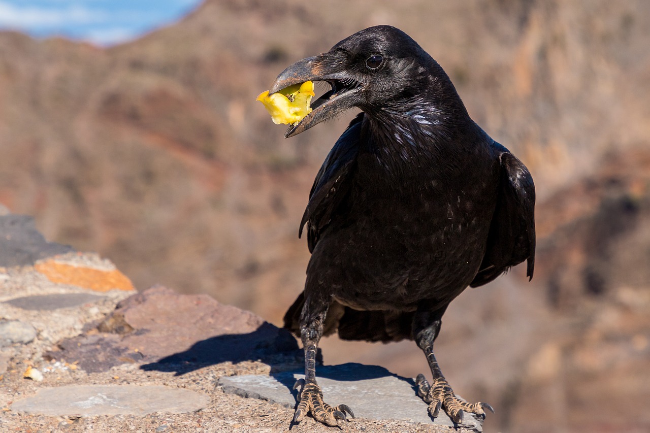 raven  crow  raven bird free photo