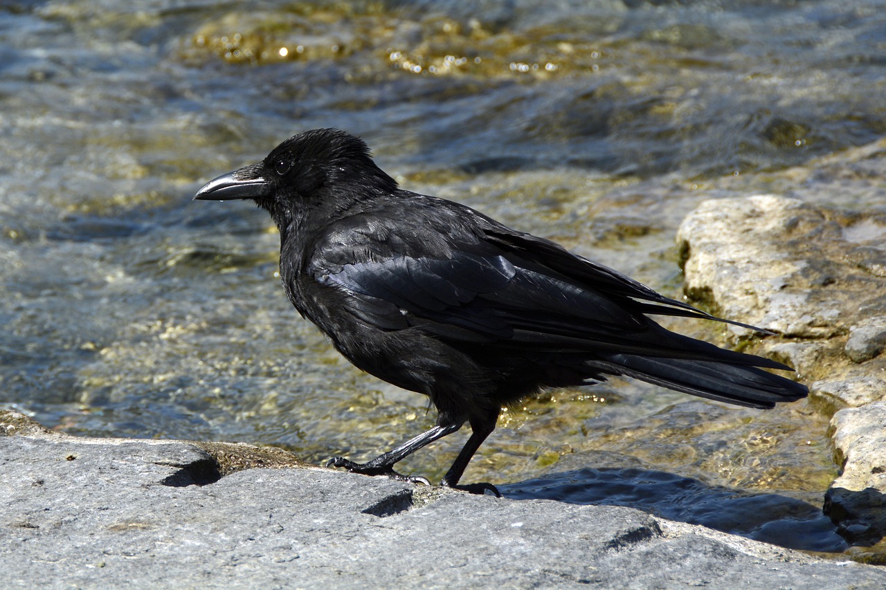 raven  bird  animal free photo