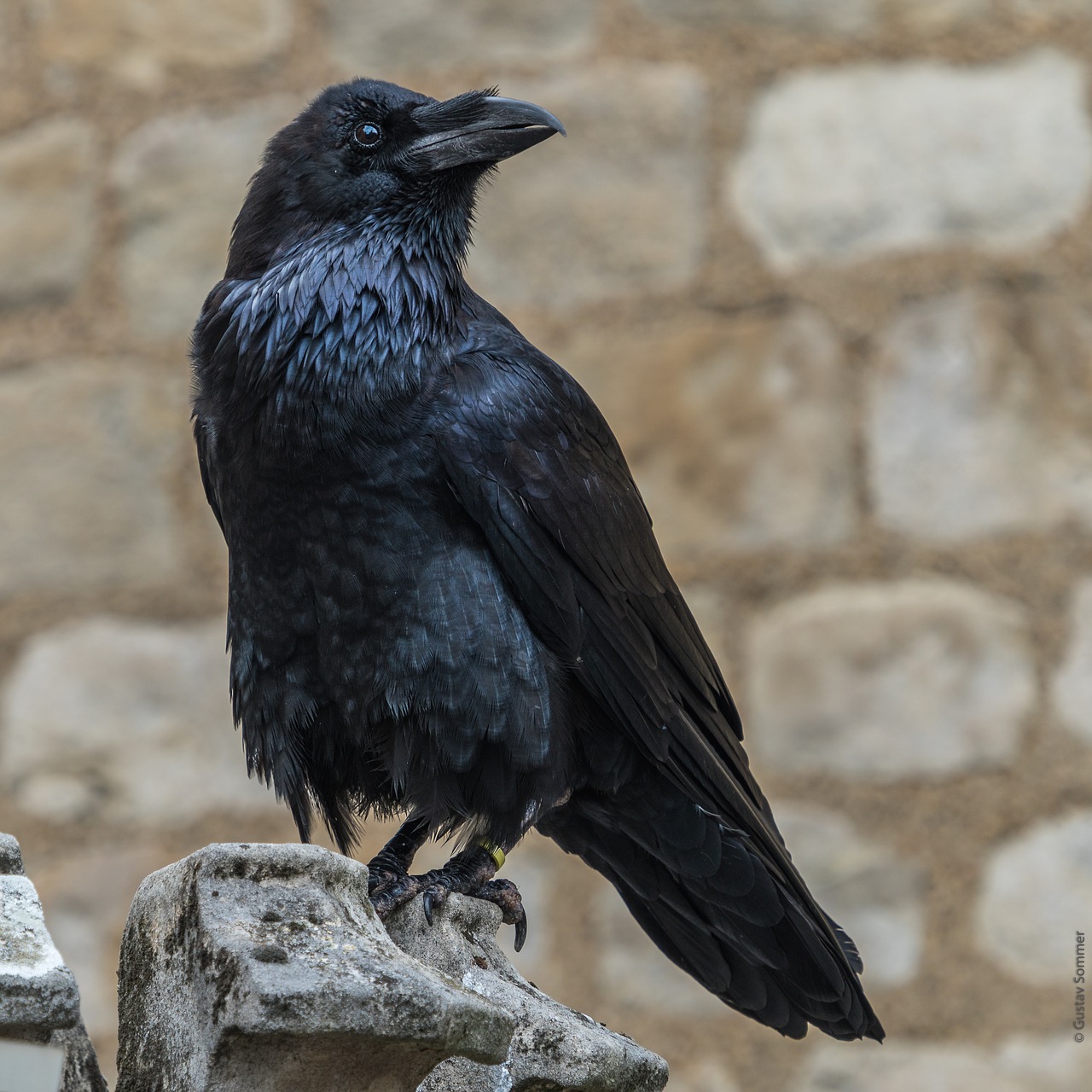 raven  tower of london  corbeau free photo