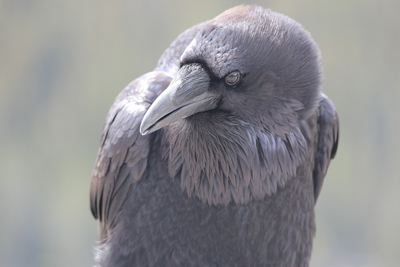 raven  curiosity  thinking free photo