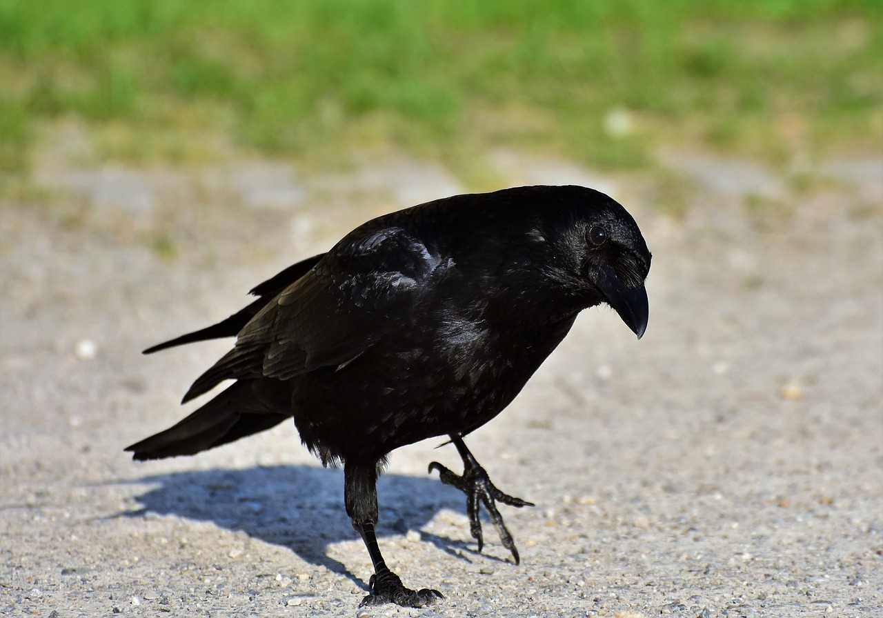 raven  crow  raven bird free photo