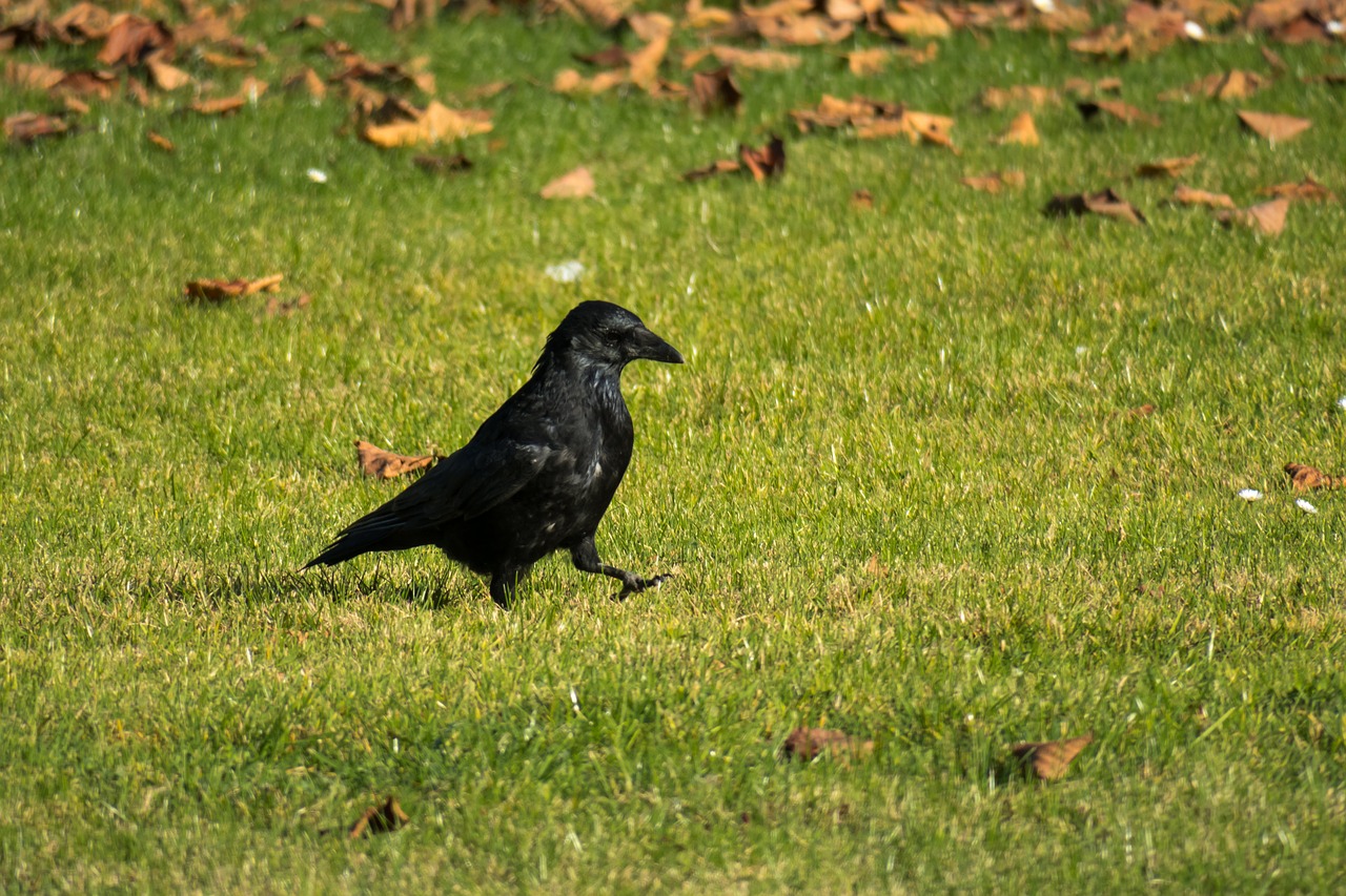 raven  strut  go free photo