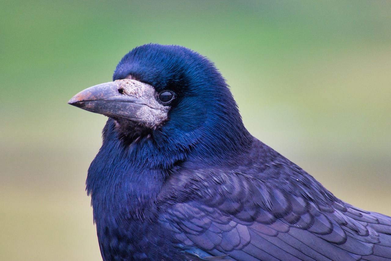 raven  bill  bird free photo