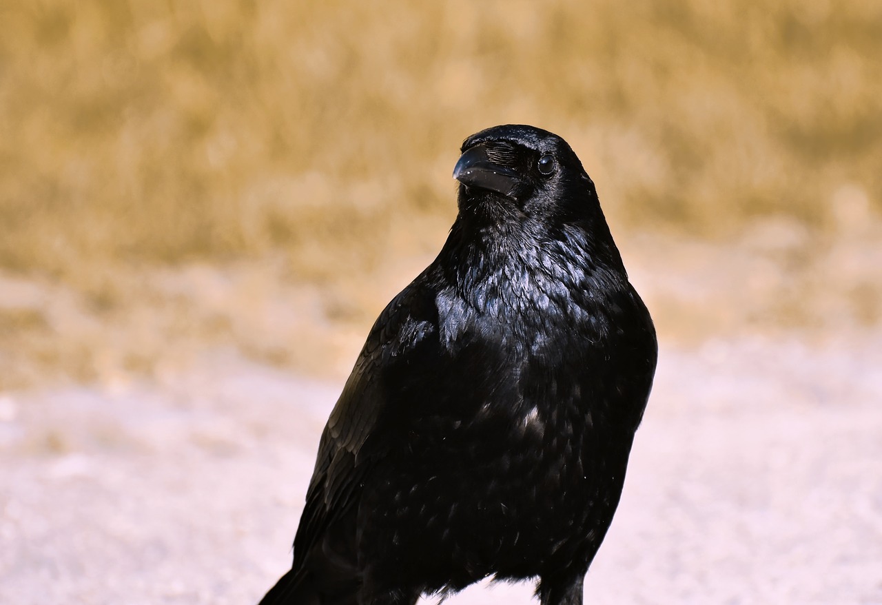 raven  crow  raven bird free photo