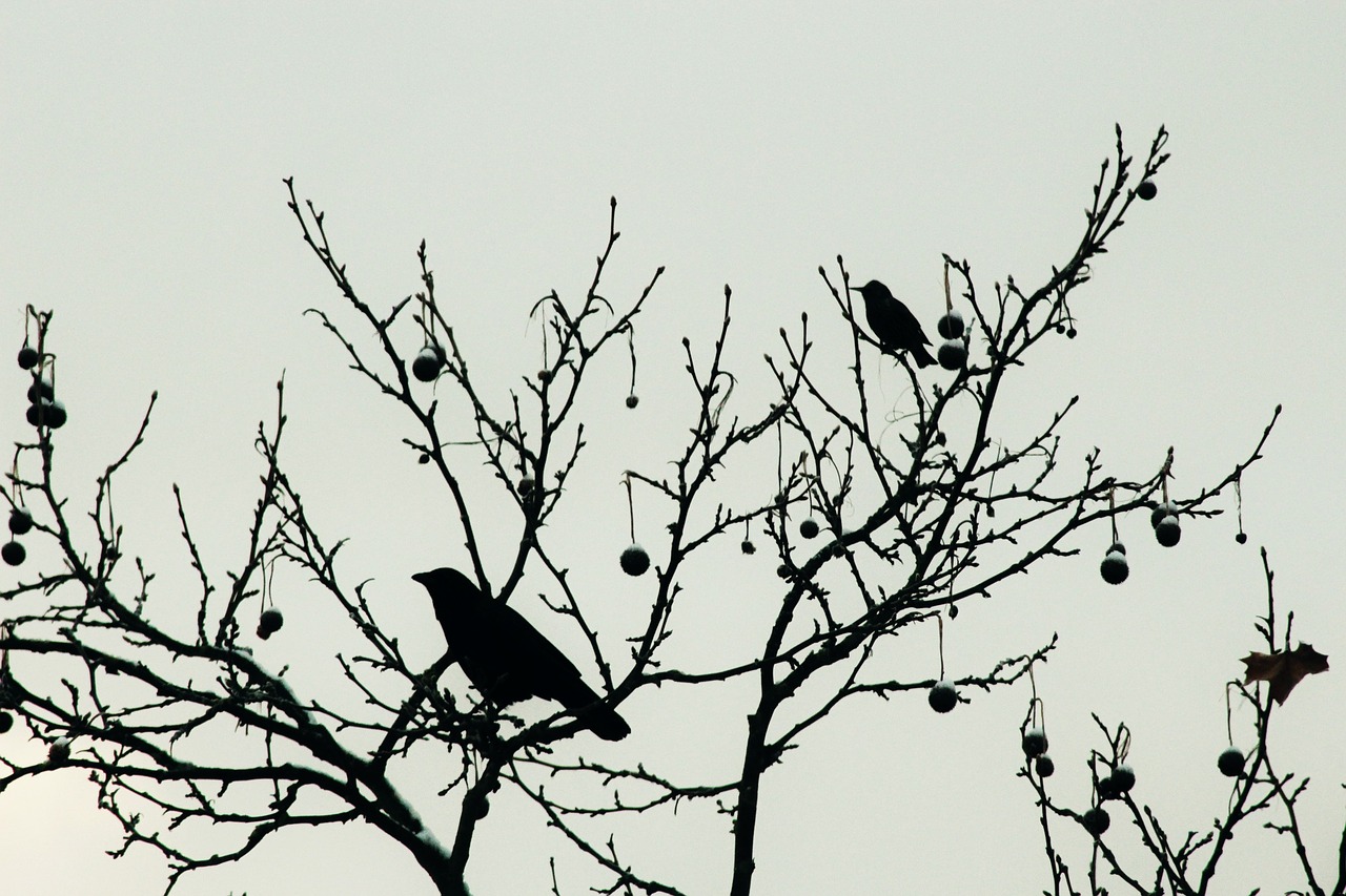 raven  blackbird  bird free photo
