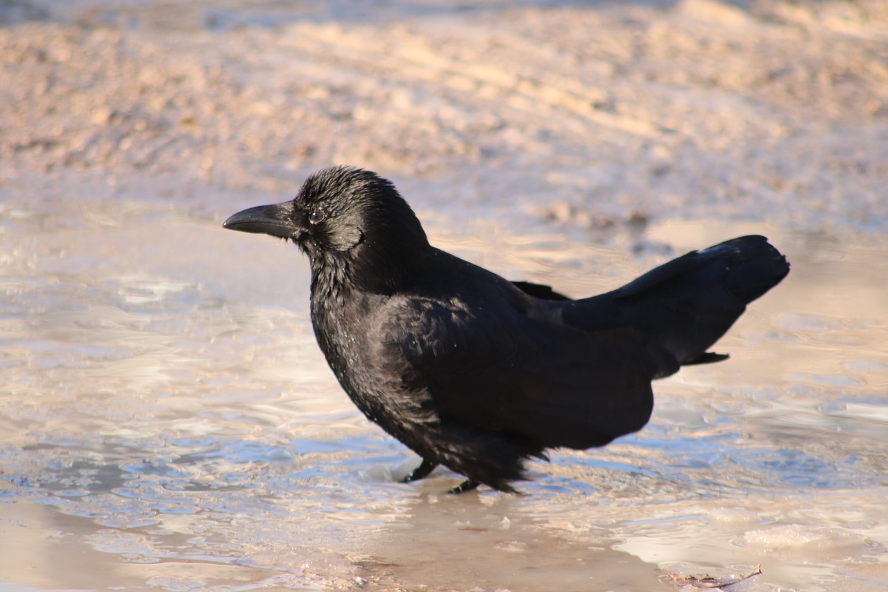 raven  bath  puddle free photo