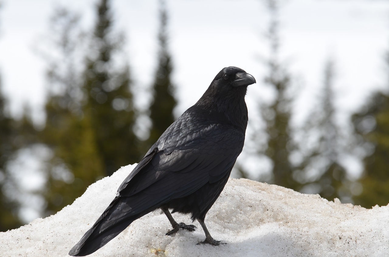 raven  crow  bird free photo