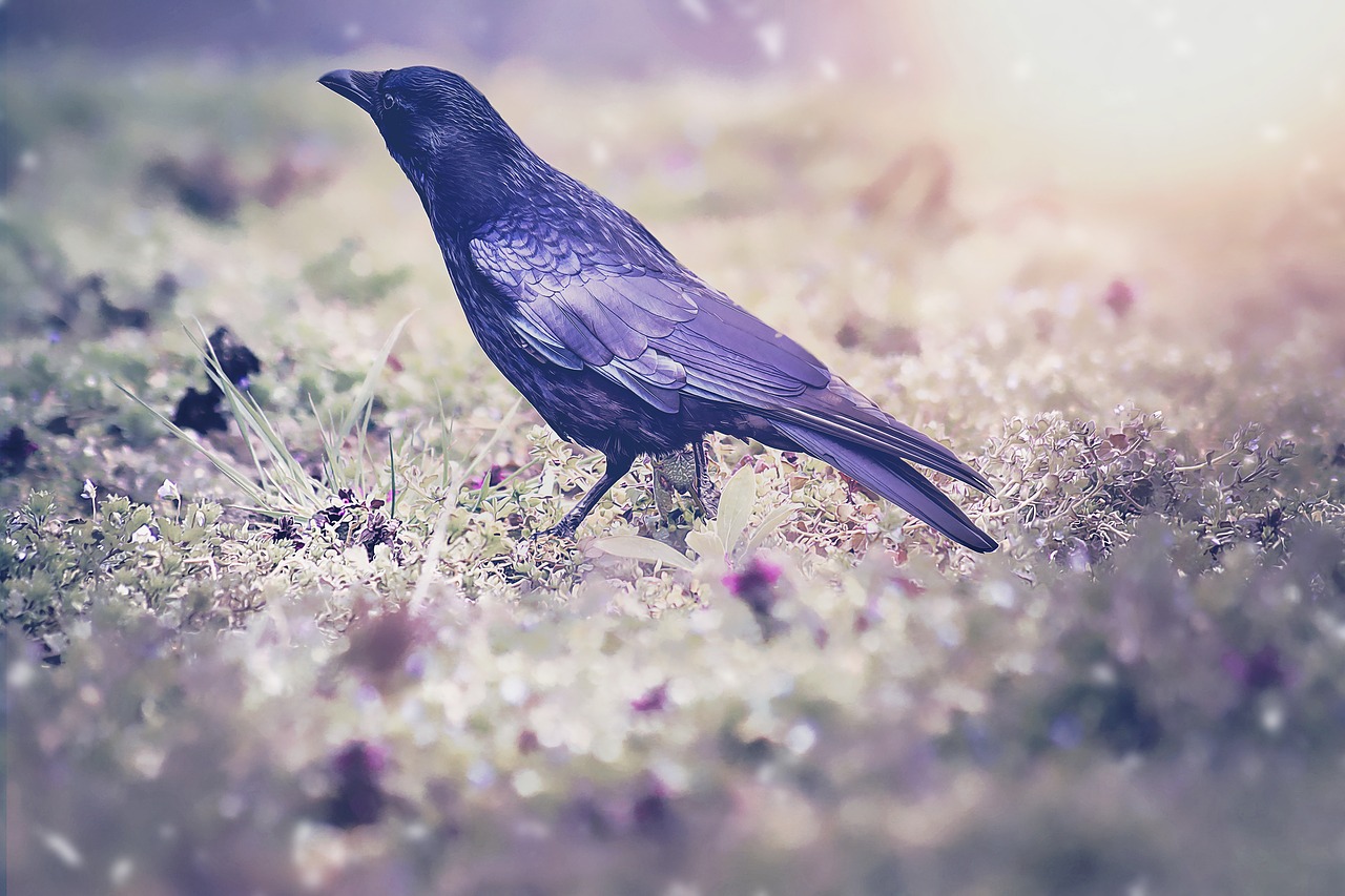 raven  blackbird  bird free photo