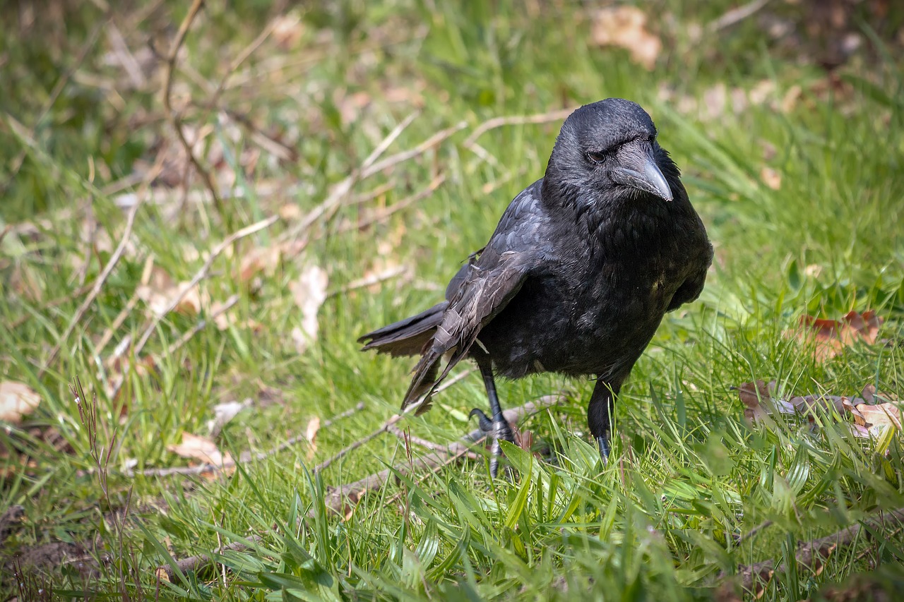 raven  black  crow free photo