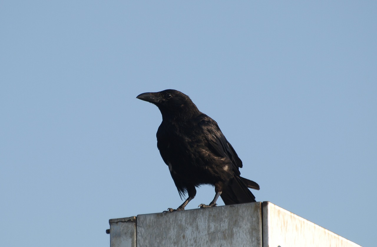 raven bird black free photo