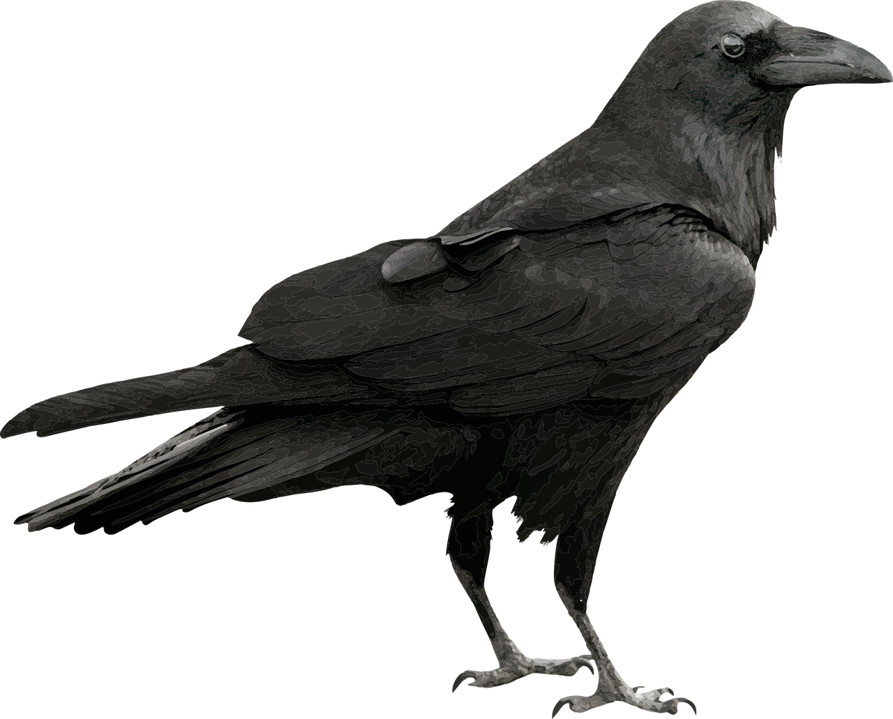 raven  bird  black free photo