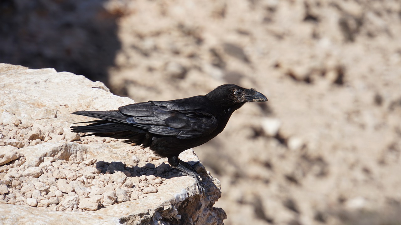 raven  crow  bird free photo