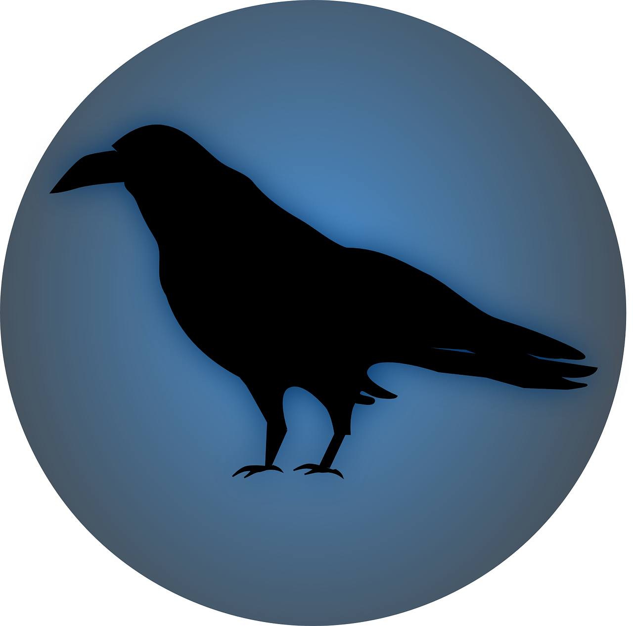 raven bird black free photo
