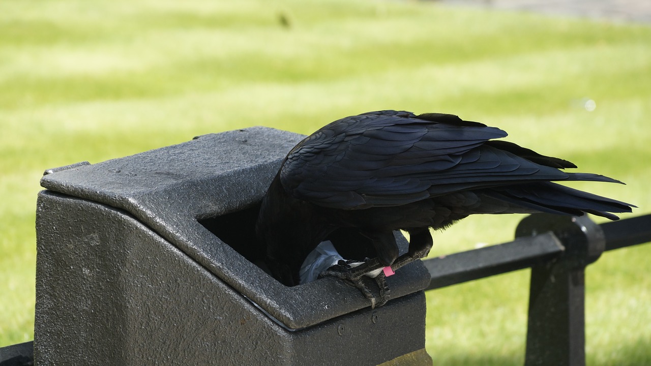 raven blackbird bird free photo