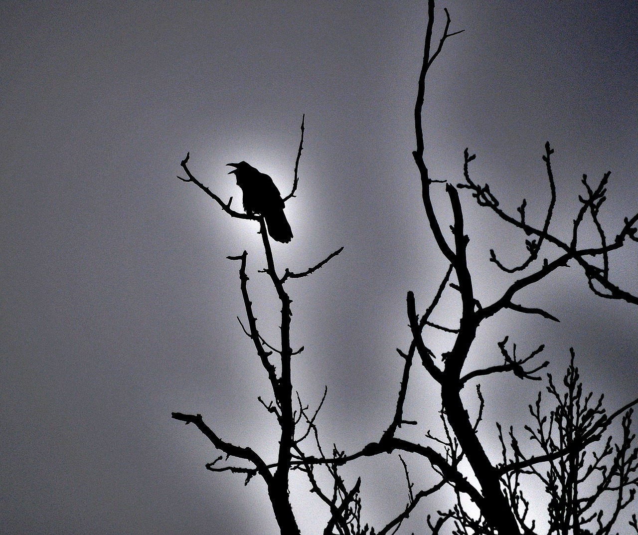 raven blackbird bird free photo