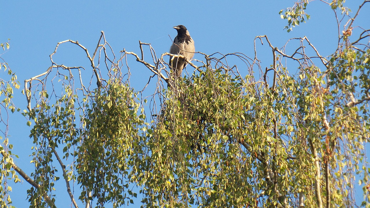 raven bird birch free photo