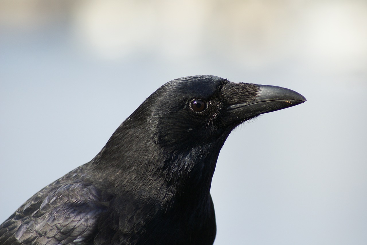 raven bird black free photo