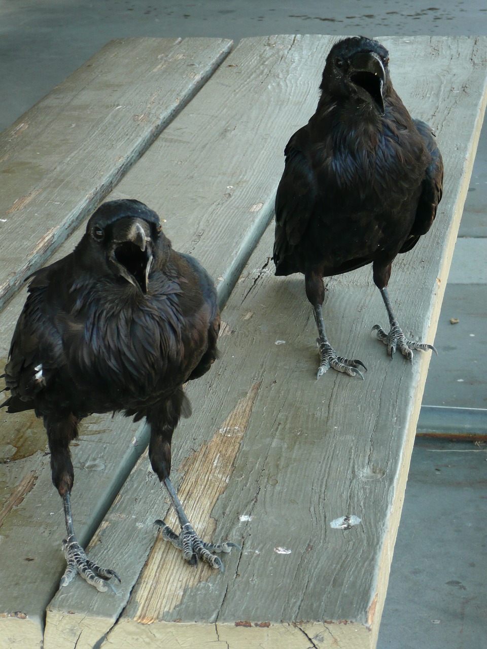 raven crow black free photo